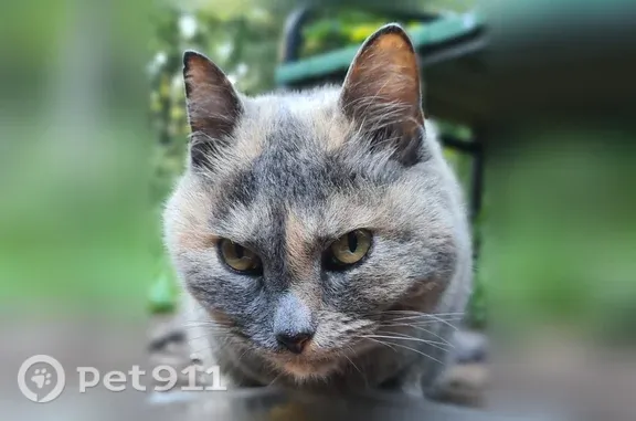 Найдена кошка, Мытищи, фото: Найдена кошка, Поселок Поведники (г Мытищи), Санаторная, д. 35, Мытищи — в лесопарке