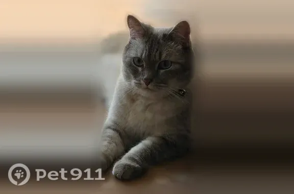 Кошка ищет дом, им. Ткачева, Волгоград - photo