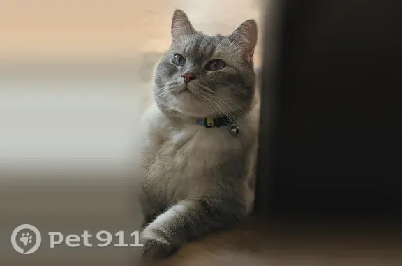 Кошка ищет дом, Волгоград, им. Ткачева - photo