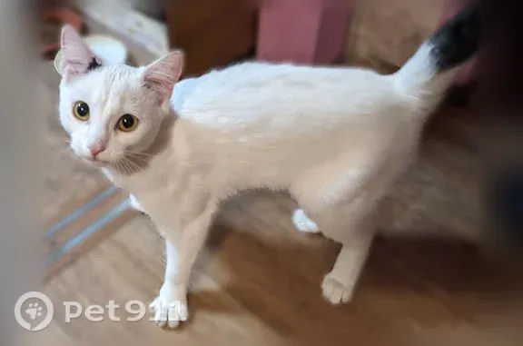 Найдена кошка, Салехард, фото: Найдена кошка, Салехард, Республики, д. 113 — белая, среднего размера, с тёмным хвостом и частью уха