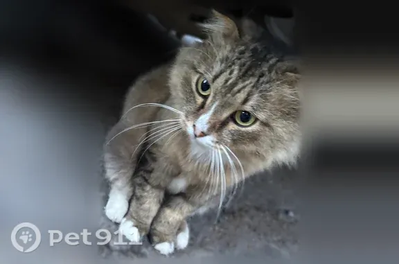 Найдена кошка, Уфа, фото: Найдена кошка, Район Орджоникидзевский (г Уфа), Кольцевая, д. 24, Уфа — вислоухая, стриженный хвост