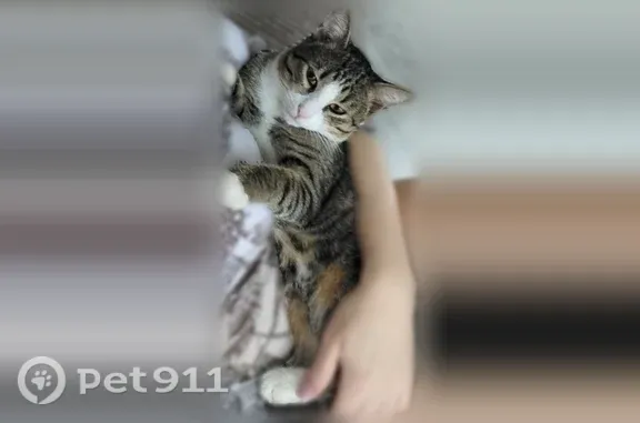 Пропала кошка, Керамик 2, Вологда — котик 1 год, кастрирован - photo