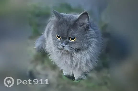 Найдена кошка, Петрозаводск, фото: Найдена кошка, Петрозаводск, Лососинское, д. 28 — персидская, дымчатая