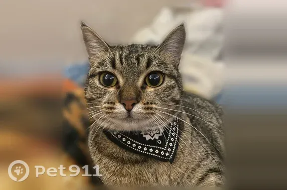 Пропала кошка, Ясная, д. 32/4, Екатеринбург — европейская короткошёрстная, в чёрном ошейнике-бандане - photo