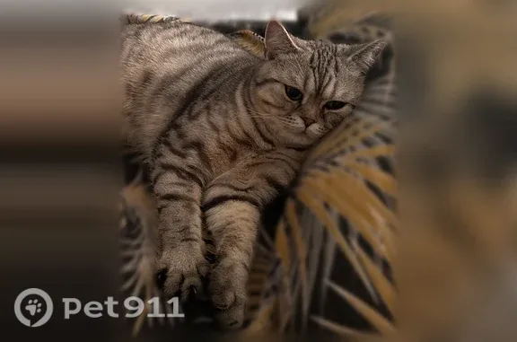 Пропала кошка, Георгиевская, д. 2/4, Тверь — серо-рыжая, прямоухая - photo