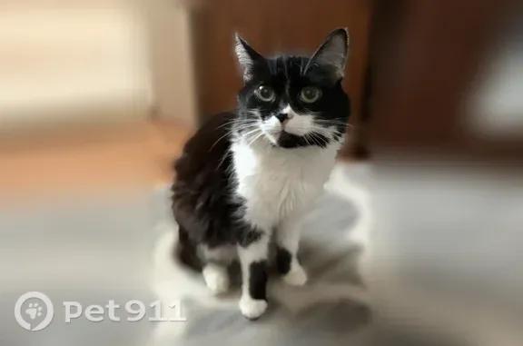 Пропала кошка, Чичерина, д. 50а, Тамбов — чёрно-белая Маркиза - photo