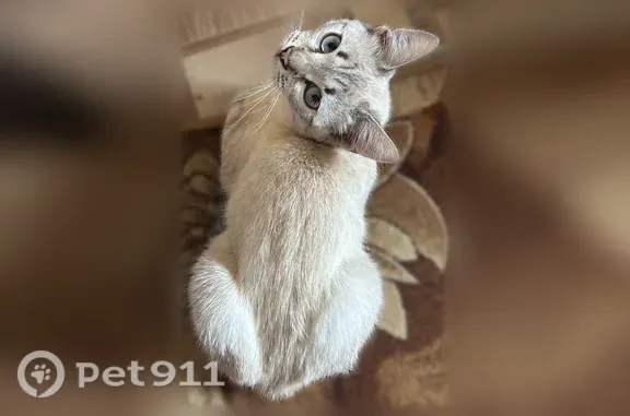 Пропала кошка, Поселок Ильевка, Донская, д. 82, Ильевка — в зелёном ошейнике, 8 месяцев - photo