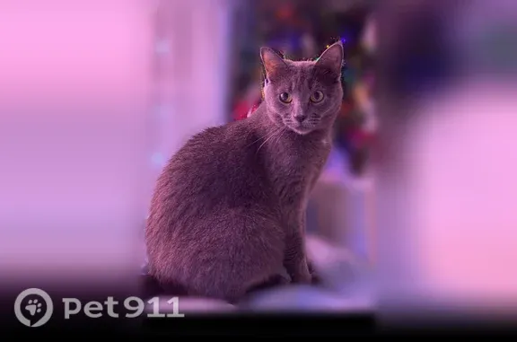 Пропала кошка, Массив Лесколово, Сиреневая, Лесколово — дымчато-серая, пугливая, в розовом ошейнике от блох - photo