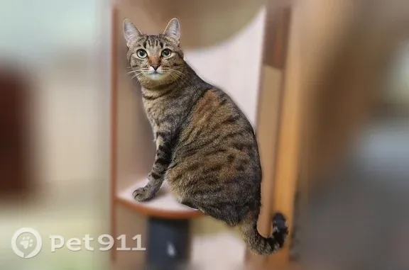 Пропала кошка, Ноябрьск — коричневый с чёрными пятнышками по телу - photo