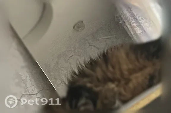 Пропала кошка, Котлас, Кузнецова, д. 3а — похож на мейн-куна, очень боится улицы - photo
