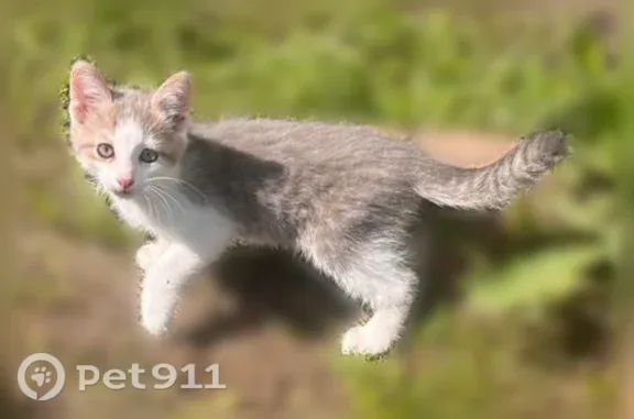 Пропала кошка, Рабочий поселок Чишмы, Революционная, д. 11, Чишмы — белое пятно сбоку, хвост в полоску - photo