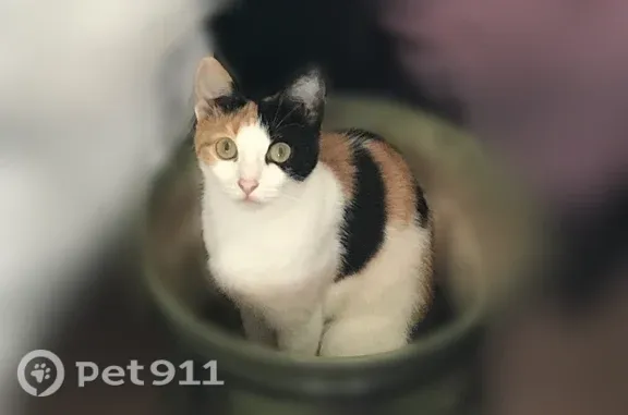 Пропала кошка, Ленинградская 28, Чебоксары — на шее медальончик с номером телефона - photo