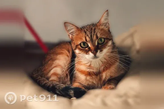 Пропала кошка, Село Засечное, Лунная, д. 3, Засечное — вышла из 1 подъезда - photo