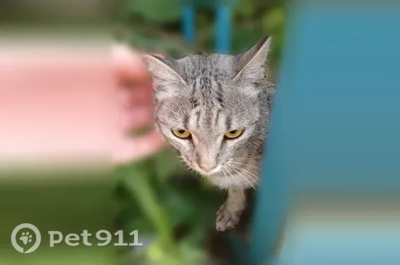 Объявления о пропавших и найденных животных, Новосибирск, фото: Найдена кошка, Бориса Богаткова, Новосибирск — маленькая серая, очень напуганная