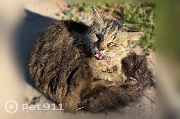 Найдена кошка, Йошкар-Ола, фото: Найдена кошка, Йошкар-Ола, Машиностроителей, д. 14А — сидит 2-й день под балконом