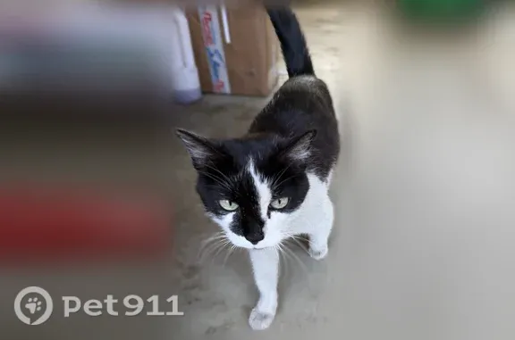 Найдена кошка, Улан-Удэ, фото: Найдена кошка, Улан-Удэ, Борсоева, д. 31 — по виду домашняя, к лотку приучена