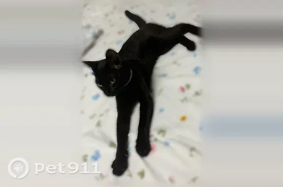 Найдена кошка, Чебоксары, фото: Найдена кошка, Чебоксары, Солнечный, д. 8А — домашняя с ошейником