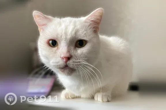 Пропала кошка, Чернушка, Коммунистическая, д. 6 — белый кот с жёлтыми большими глазами - photo