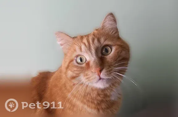 Кошки потеряшки, Прокопьевск, фото: Потеряшка кошка, Троицкая, Прокопьевск — очень большой рыжий кот, зелёные глаза