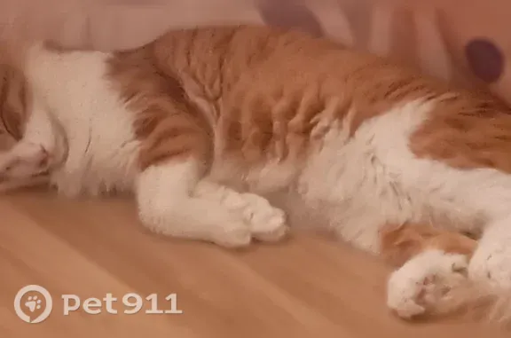 Найдена кошка, Калуга, фото: Пропала кошка, Калуга, 65 лет Победы, д. 31 1 — кот рыжего и белого окраса, после операции на одном глазу