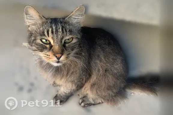 Найдена кошка, Псков, фото: Найдена кошка, Псков, Балтийская, д. 16А — трёхцветная, домашняя, болят лапы и грудь