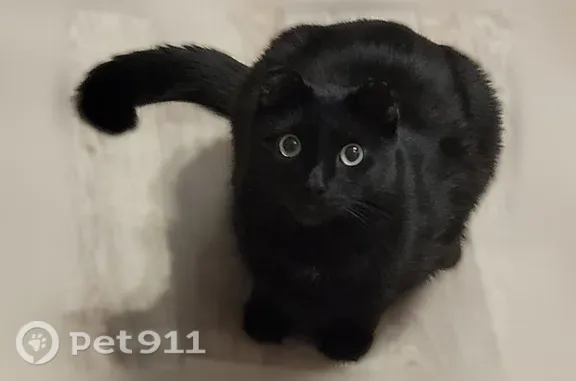 Кошки потеряшки, Сургут, фото: Потеряшка кошка, Территория ТСН Рябинушка (г Сургут), 11-я, д. 3, Сургут — чёрный котик без ушек