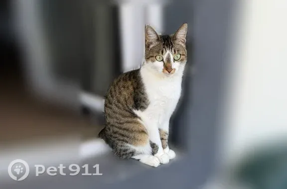 Кошки потеряшки, Киров, фото: Потеряшка кошка, Деревня Балабаны, Рождественская, Киров — пугливый, домашний