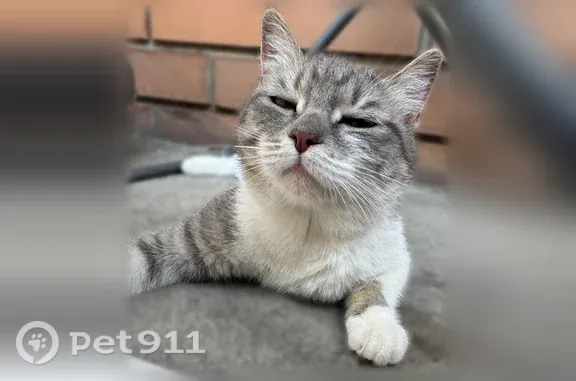 Найдена кошка, Борзя, фото: Найдена кошка, Борзя, Победы, д. 10А