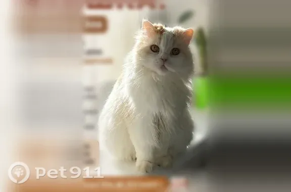 Пропала кошка, Керчь, Митридатская 2-я — белая, пушистая с рыженькими пятнышками - photo