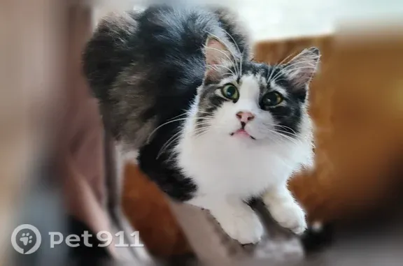 Найдена кошка, Хабаровск, фото: Пропала кошка, Хабаровск, Шатурский — кот, 8,5 лет