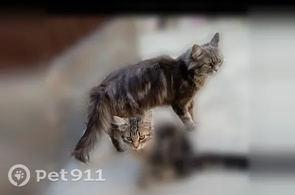 Пропала кошка, Восточная, Анапа — серо-дымчатая пушистая, 13 лет, зовут Пуша - photo