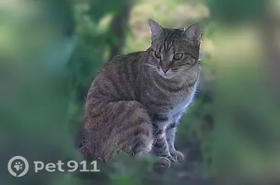 Пропала кошка, Село Дубинино, Советская, д. 21, Дубинино — очень ласковая, в голубом ошейнике от блох - photo