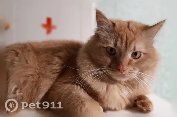 Пропала кошка, Йошкар-Ола, 8 Марта, д. 59 — большой рыжий кот с жёлтыми глазами, 6 лет - photo