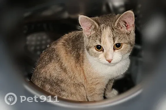 Пропала кошка, Рассказово, Рязанская, д. 21, Рассказово — трёхшёрстная, людей побаивается - photo