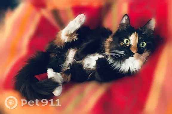 Кошки потеряшки, Йошкар-Ола, фото: Потеряшка кошка, Йошкар-Ола, Волкова, д. 164 — трёхцветная