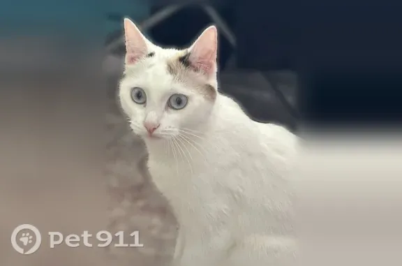 Пропала кошка, Рабочий поселок Межозерный, Восточная, д. 15, Межозёрный — беленькая с пятнами на мордочке - photo