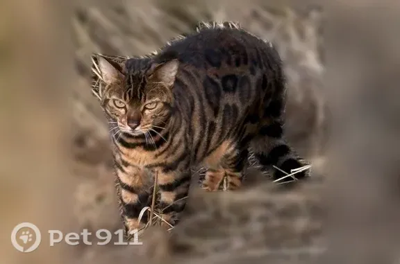 Объявления о пропавших и найденных животных, Истра, фото: Найдена кошка, Рабочая, Истра — бенгальская, в руки не даётся