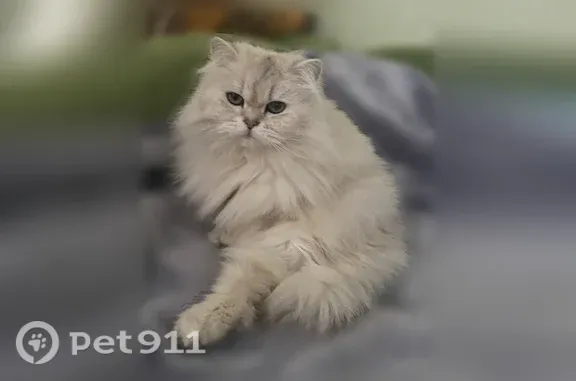 Пропала кошка, Саранск, Кирова, д. 48 — британская, длинношерстная, глаза голубые - photo