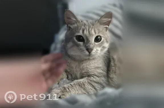 Пропала кошка, Белинский, Шуваева, д. 53, Белинский — серый, ухоженный, ласковый - photo