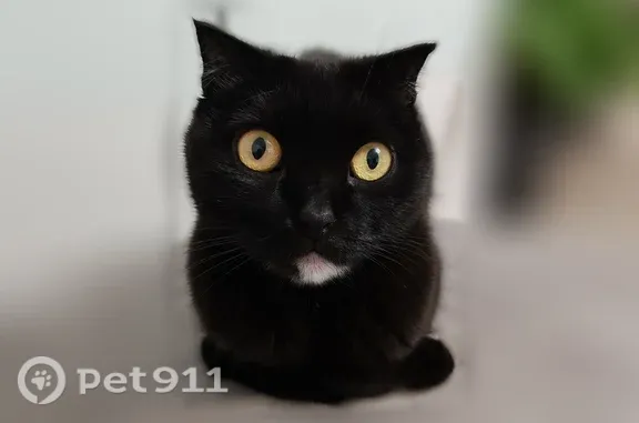 Кошки потеряшки, Кемерово, фото: Потеряшка кошка, Кемерово, Волгоградская, д. 24Б — чёрная, с белым подбородком, пугливая