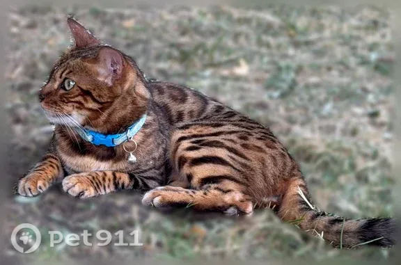 Найдена кошка, Ставрополь, фото: Найдена кошка, Ставрополь, Шаумяна — бенгальская, в голубом ошейнике с колокольчиком