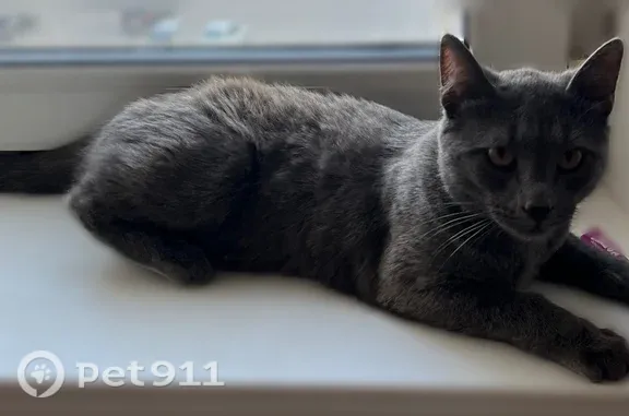 Пропала кошка, Тольятти, Победы, д. 31 — серый кот, боится чужих людей - photo