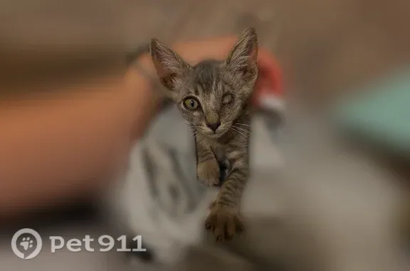 Пропала кошка, Ессентуки, Пятигорская, д. 121 — без одного глаза, очень маленькая - photo