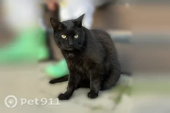 Кошки потеряшки, Тимашово, фото: Потеряшка кошка, Деревня Тимашово, Тимашово — чёрная гладкошерстная