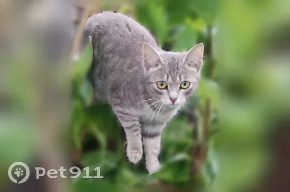 Найдена кошка, Омск, фото: Найдена кошка, Округ Центральный (г Омск), 5-я Северная, д. 197, Омск — котёнок около 5–6 месяцев, не даётся в руки