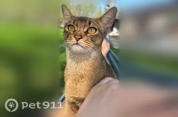 Пропала кошка, Гуково, Пушкина, Гуково — маленькая коричневая с рыжим животом, абиссинская - photo