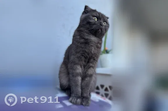 Пропала кошка, Ярославль, Дядьковская, д. 30 — полосатая, вислоухая - photo