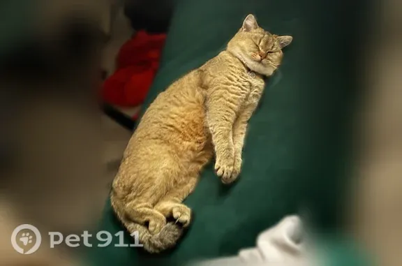 Пропала кошка, Краснодар, Длинная, д. 134/1 — после операции, подхрамывает - photo