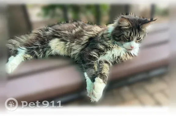 Объявления о пропавших и найденных животных, Истра, фото: Пропала кошка, Деревня Лешково (г Истра), Истра — мейн-кун, чёрно-мраморная, белая мордочка