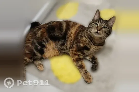 Пропала кошка, Деревня Хорошевка, Есуковский — коричневая, полосатая, без хвоста - photo